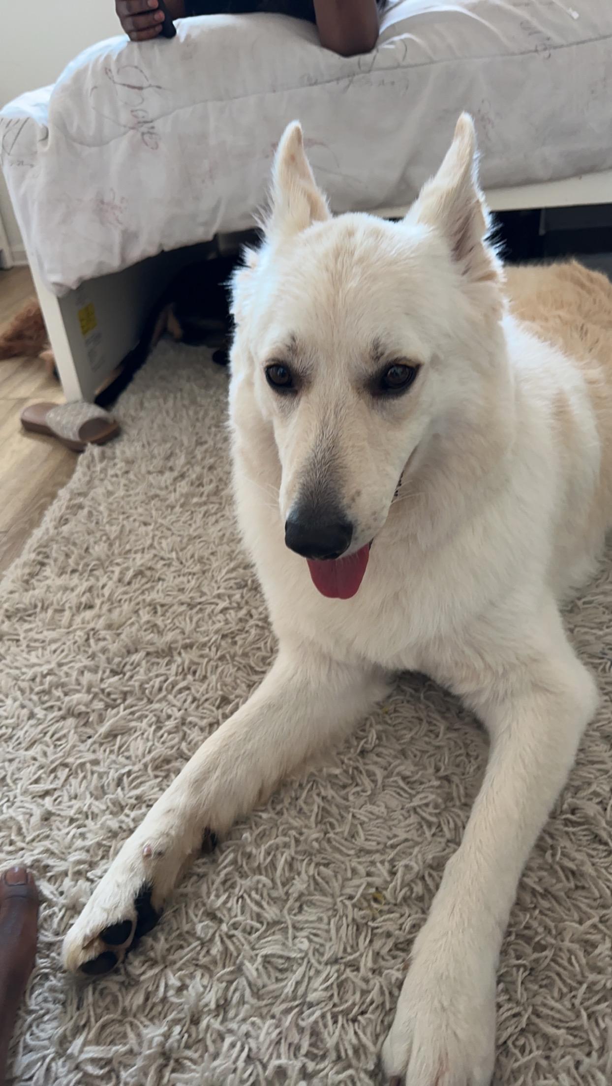 Enlarge Beau (courtesy post), a Adopted White German Shepherd in Georgetown, TX image 1/1