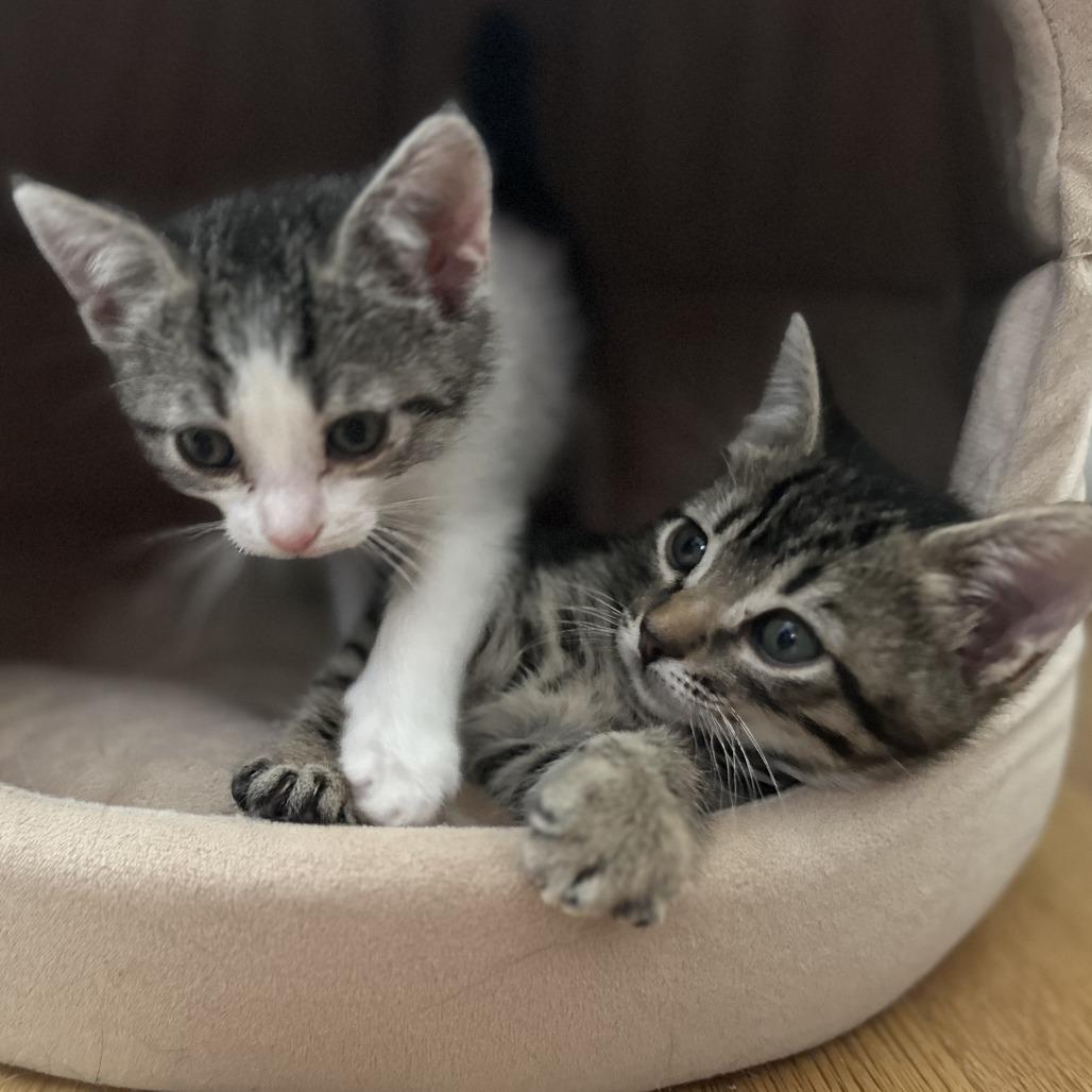 Cosmo — thumbnail 2