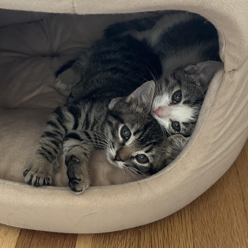 Cosmo — thumbnail 3