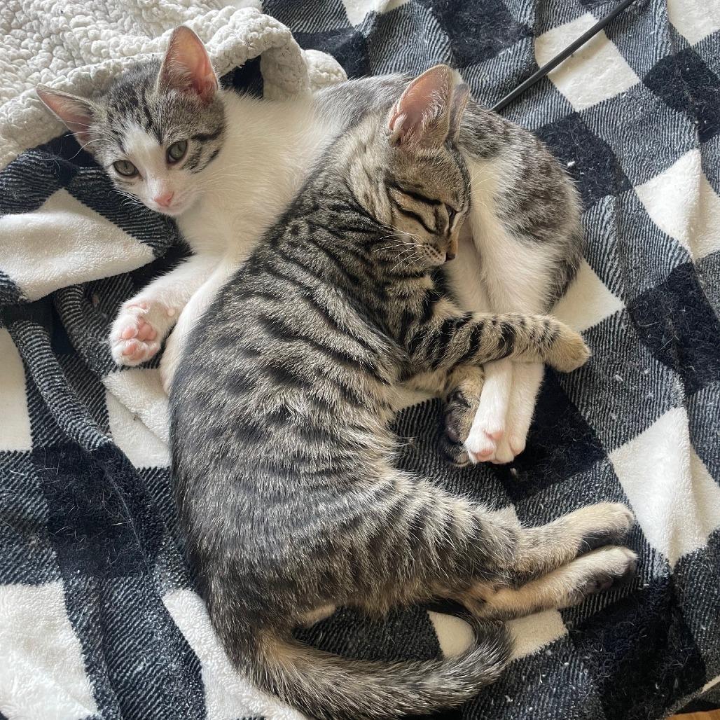 Cosmo — thumbnail 4