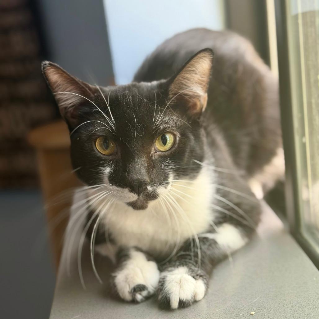 Enlarge Ringo, a Adoptable Domestic Short Hair in Los Angeles, CA image 1/1