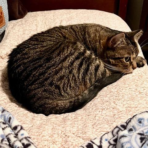 Freya, Adoptable, Adult Female American Shorthair & Domestic Short Hair.