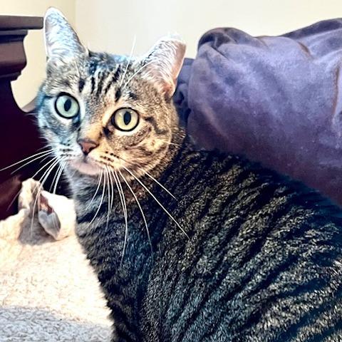 Freya, a Adoptable mixed breed in Houston, TX image 2/6