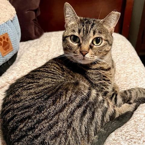 Freya, a Adoptable mixed breed in Houston, TX image 3/6