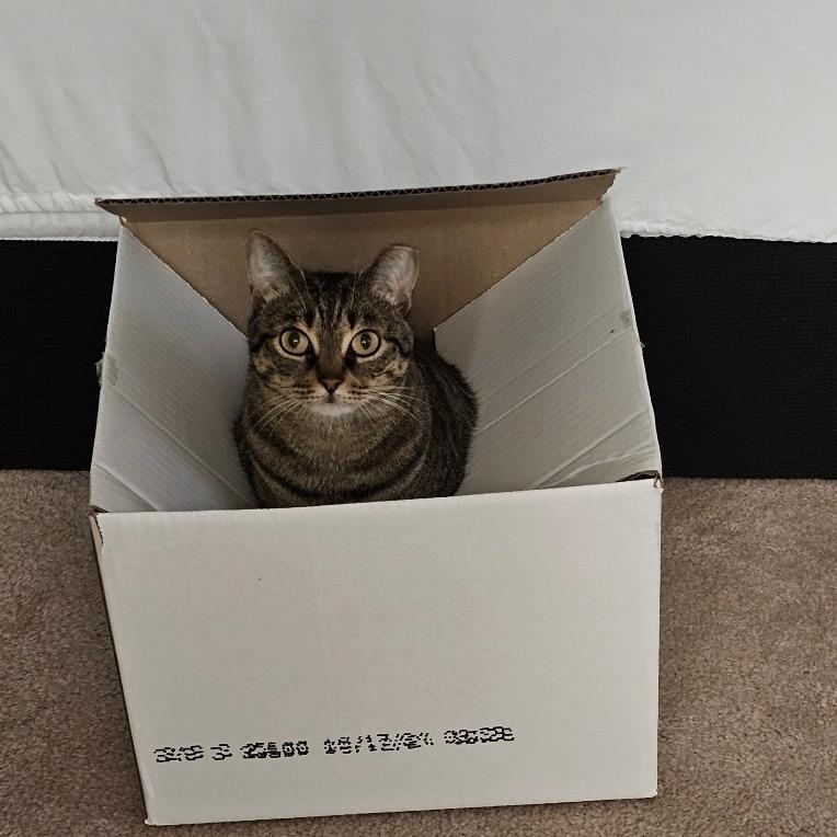 Freya, a Adoptable mixed breed in Houston, TX image 4/6