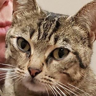 Freya, a Adoptable mixed breed in Houston, TX image 5/6