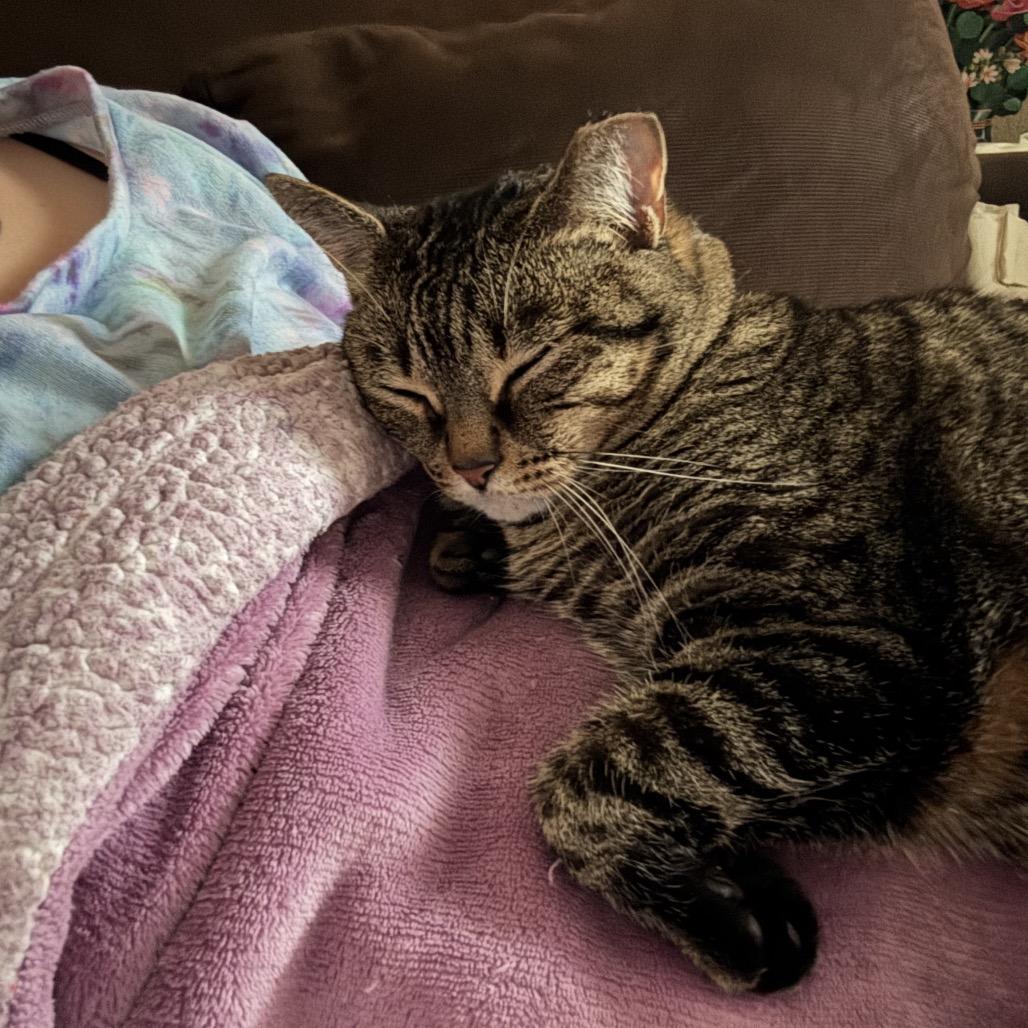 Freya, a Adoptable mixed breed in Houston, TX image 6/6