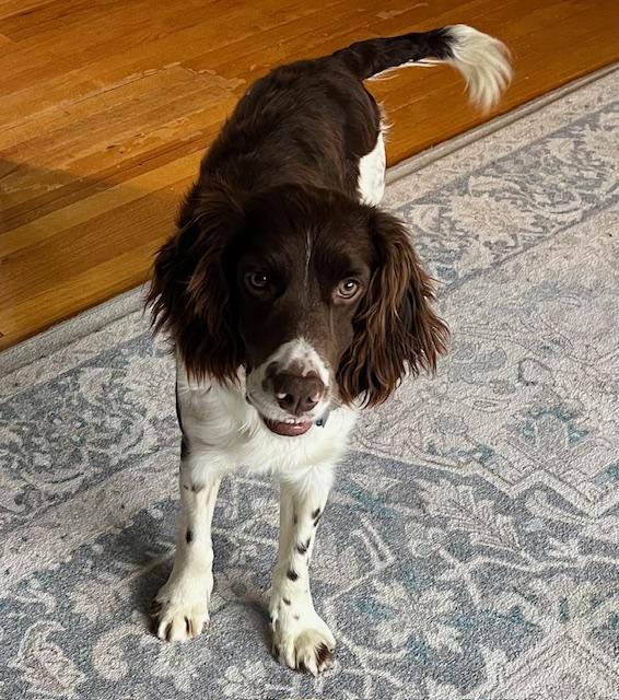 Enlarge Cross, a ADOPTABLE mixed breed in Marion, MA image 3/4