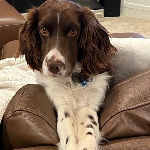 Enlarge Cross, a ADOPTABLE mixed breed in Marion, MA image 4/4