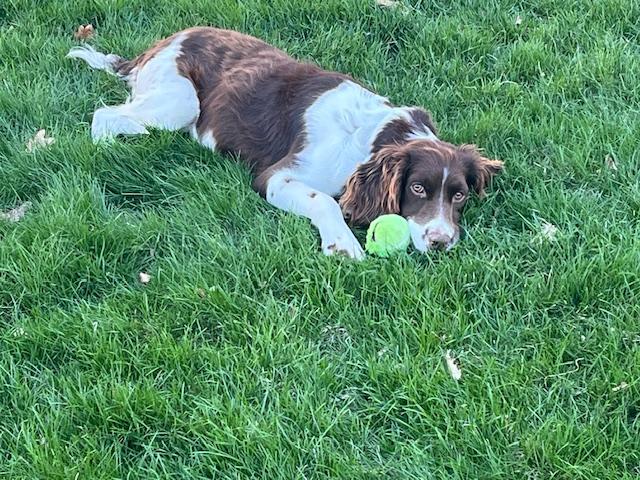 Enlarge Cross, a ADOPTABLE mixed breed in Marion, MA image 2/4