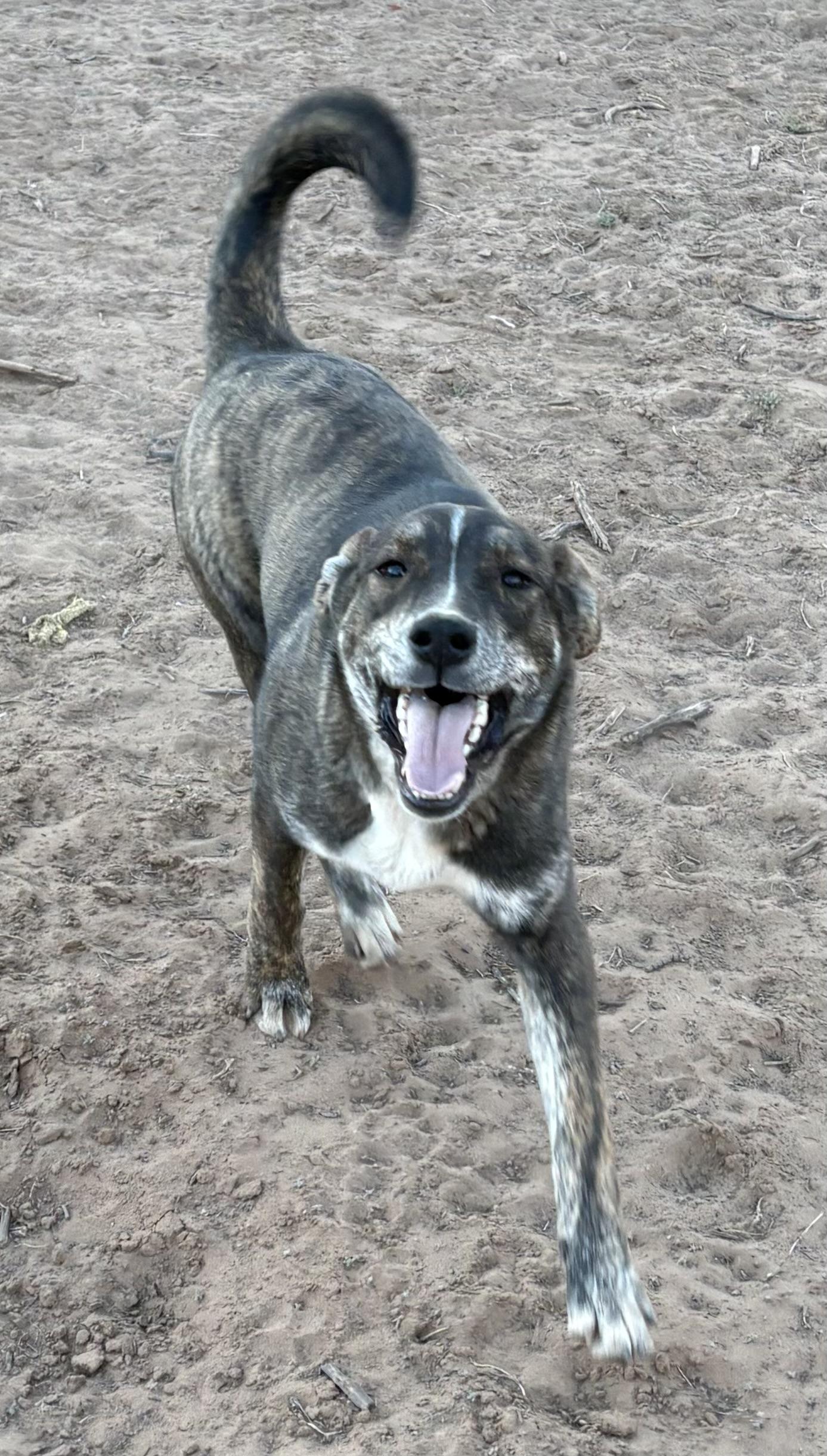 Enlarge Minikin, a Adoptable mixed breed in Farmington, NM image 3/4