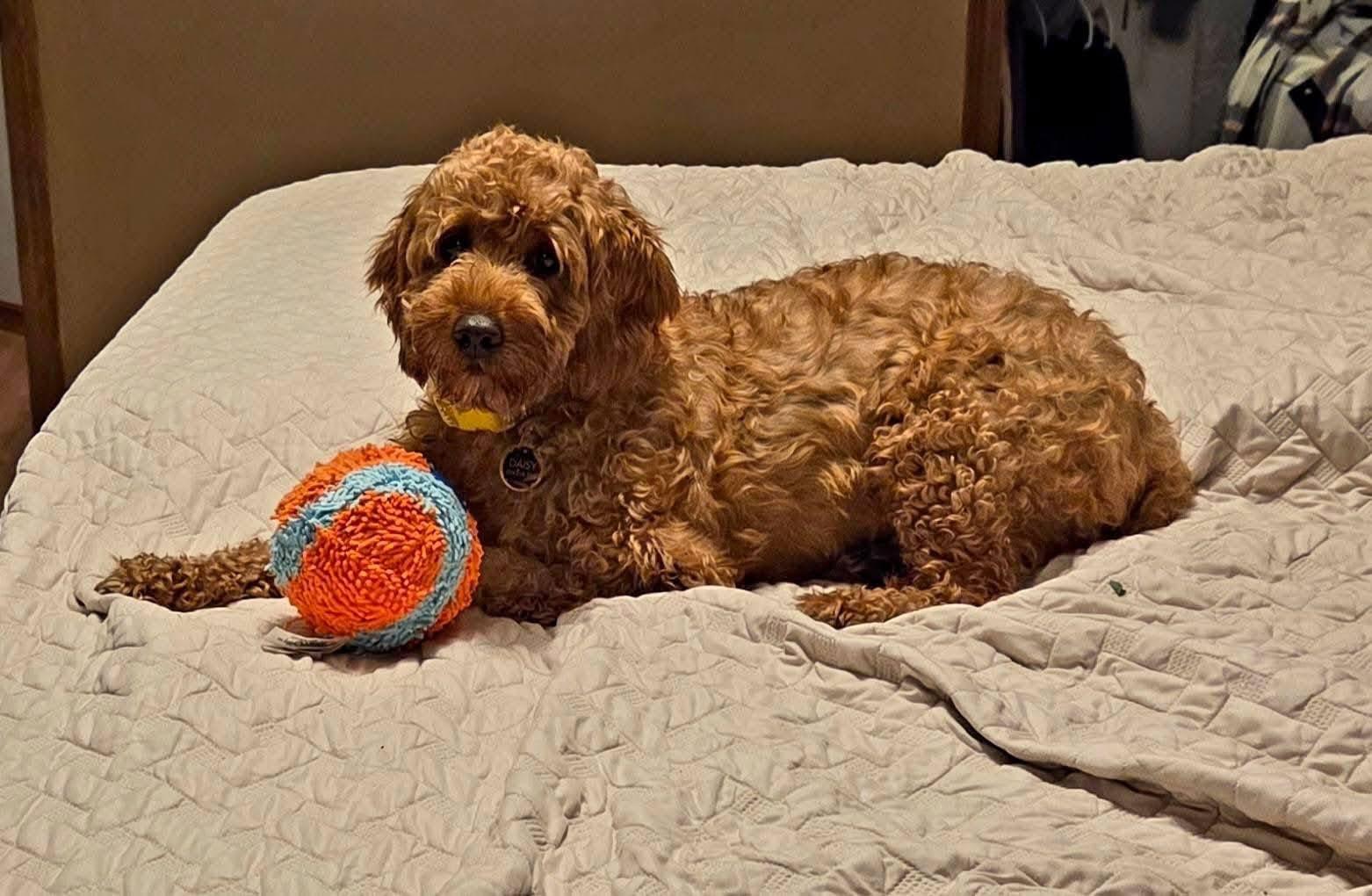 Sasha , ADOPTABLE, Adult Female Goldendoodle & Miniature Poodle.