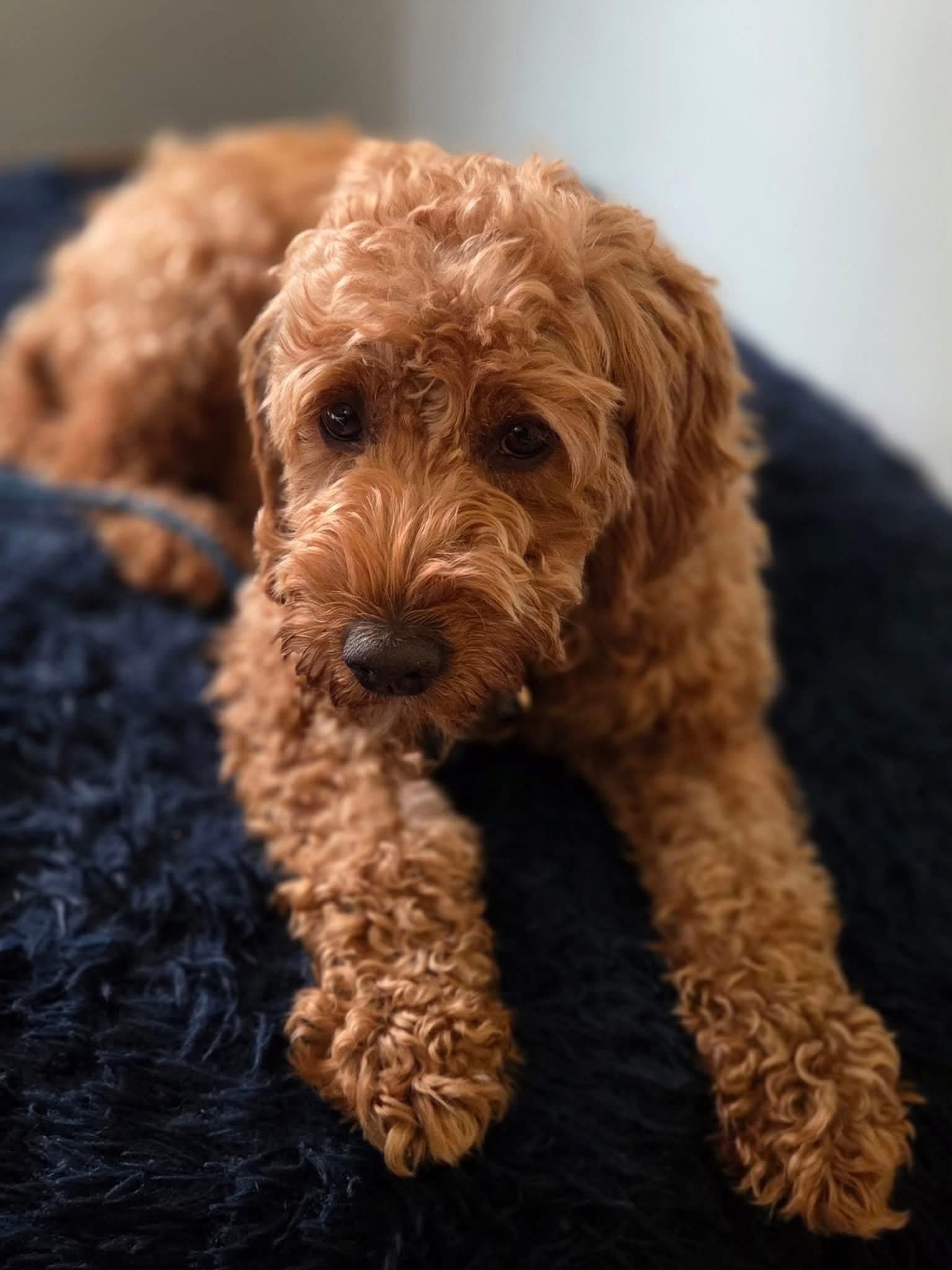 Enlarge Sasha , a ADOPTABLE mixed breed in North Olmsted, OH image 2/2