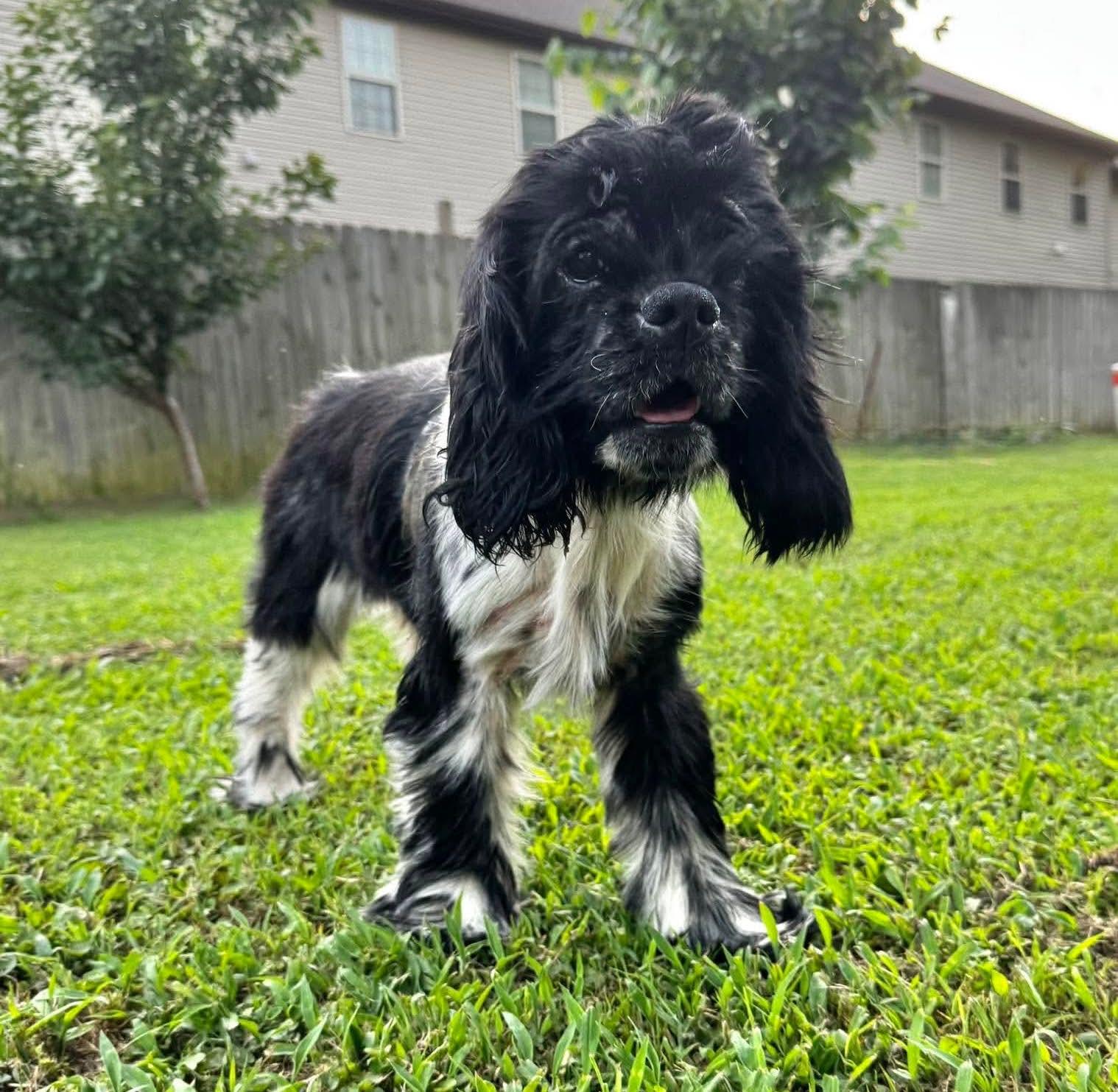 Gladys, Adopted, Adult Female Cocker Spaniel.