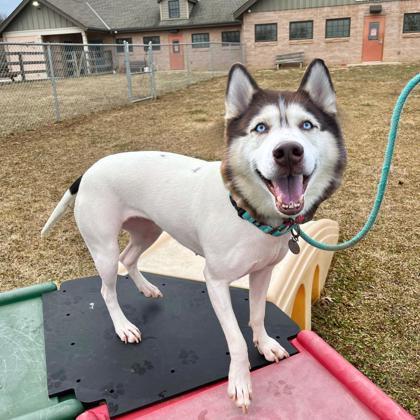 Rue, Adoptable, Adult Female Terrier & Mixed Breed.