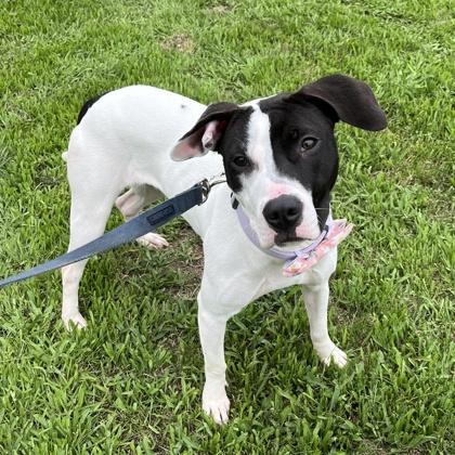 Rue, Adoptable, Adult Female Terrier & Mixed Breed.