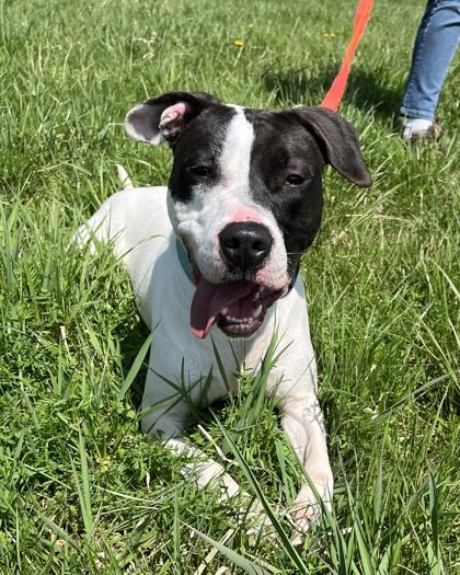 Enlarge Rue, a Adoptable mixed breed in Quakertown, PA image 1/3