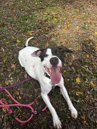 Rue, a Adoptable mixed breed in Quakertown, PA image 1/3