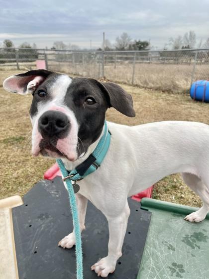 Rue, a Adoptable mixed breed in Quakertown, PA image 2/3