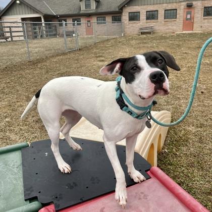 Rue, a Adoptable mixed breed in Quakertown, PA image 3/3