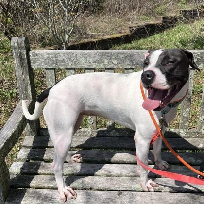 Enlarge Rue, a Adoptable mixed breed in Quakertown, PA image 2/3