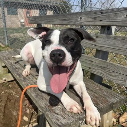 Enlarge Rue, a Adoptable mixed breed in Quakertown, PA image 3/3