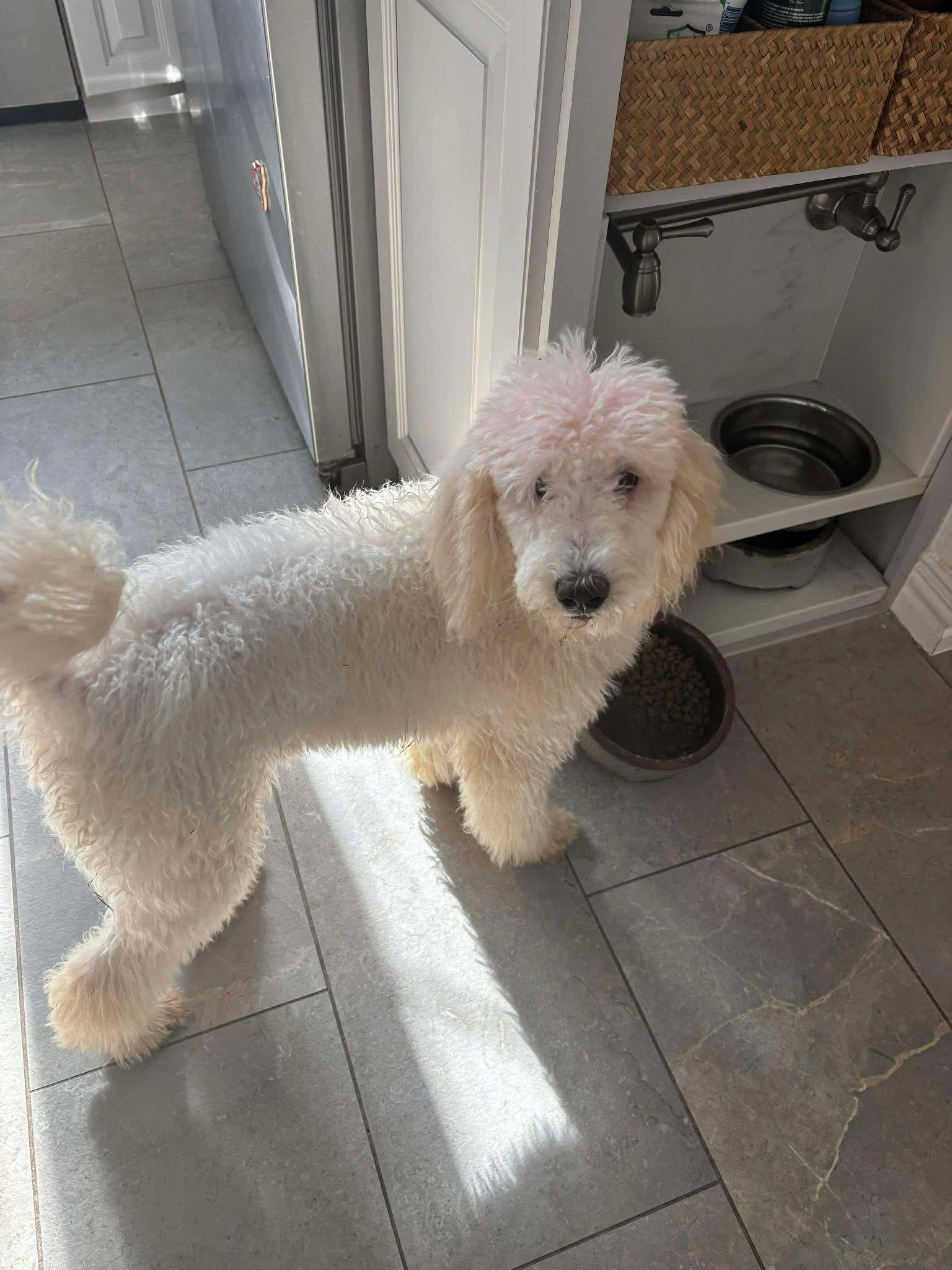 Paris, Adoptable, Young Female Standard Poodle.
