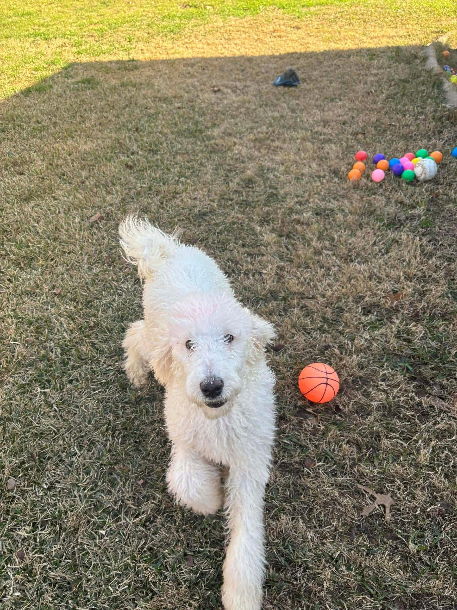 Enlarge Paris, a Adoptable Standard Poodle in Dallas, TX image 2/3