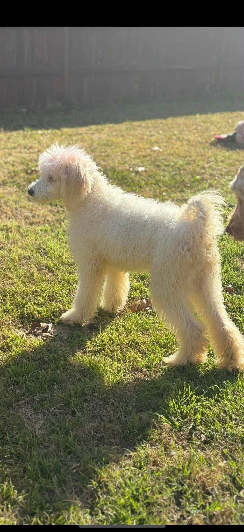Enlarge Paris, a Adoptable Standard Poodle in Dallas, TX image 3/3