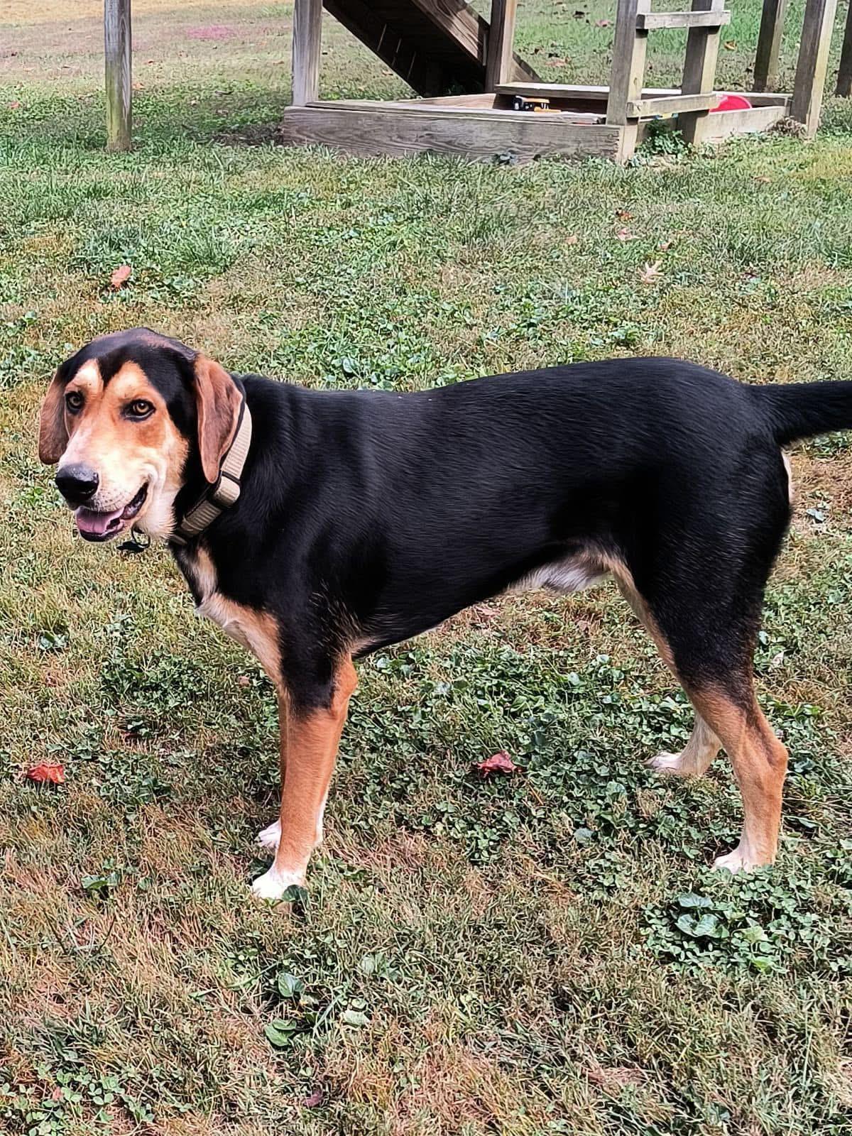 Axel, a Adoptable mixed breed in Harriman, TN image 1/3