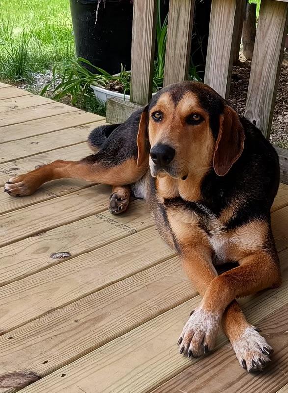 Axel, a Adoptable mixed breed in Harriman, TN image 2/3