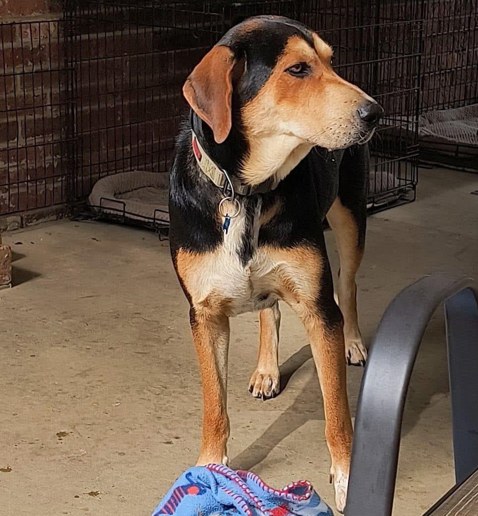Axel, a Adoptable mixed breed in Harriman, TN image 3/3