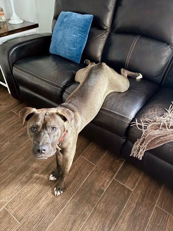 Tookie Bear Built for Snuggles — thumbnail 3