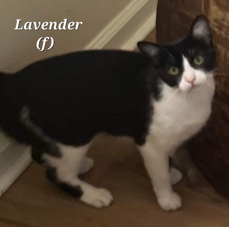 Lavender, Young Female Domestic Short Hair