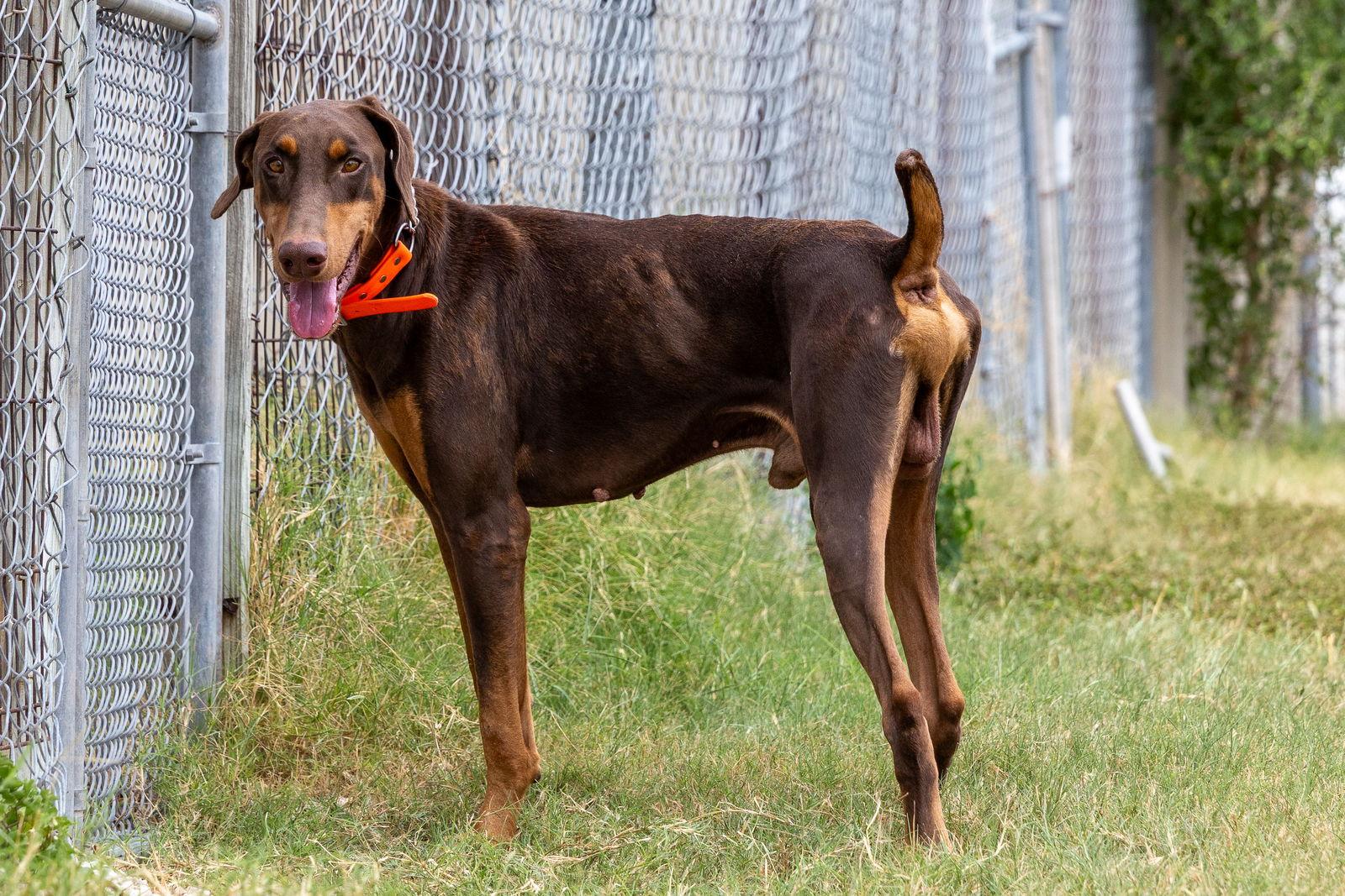 Enlarge Houston, a Adoptable Doberman Pinscher in San Antonio, TX image 1/3