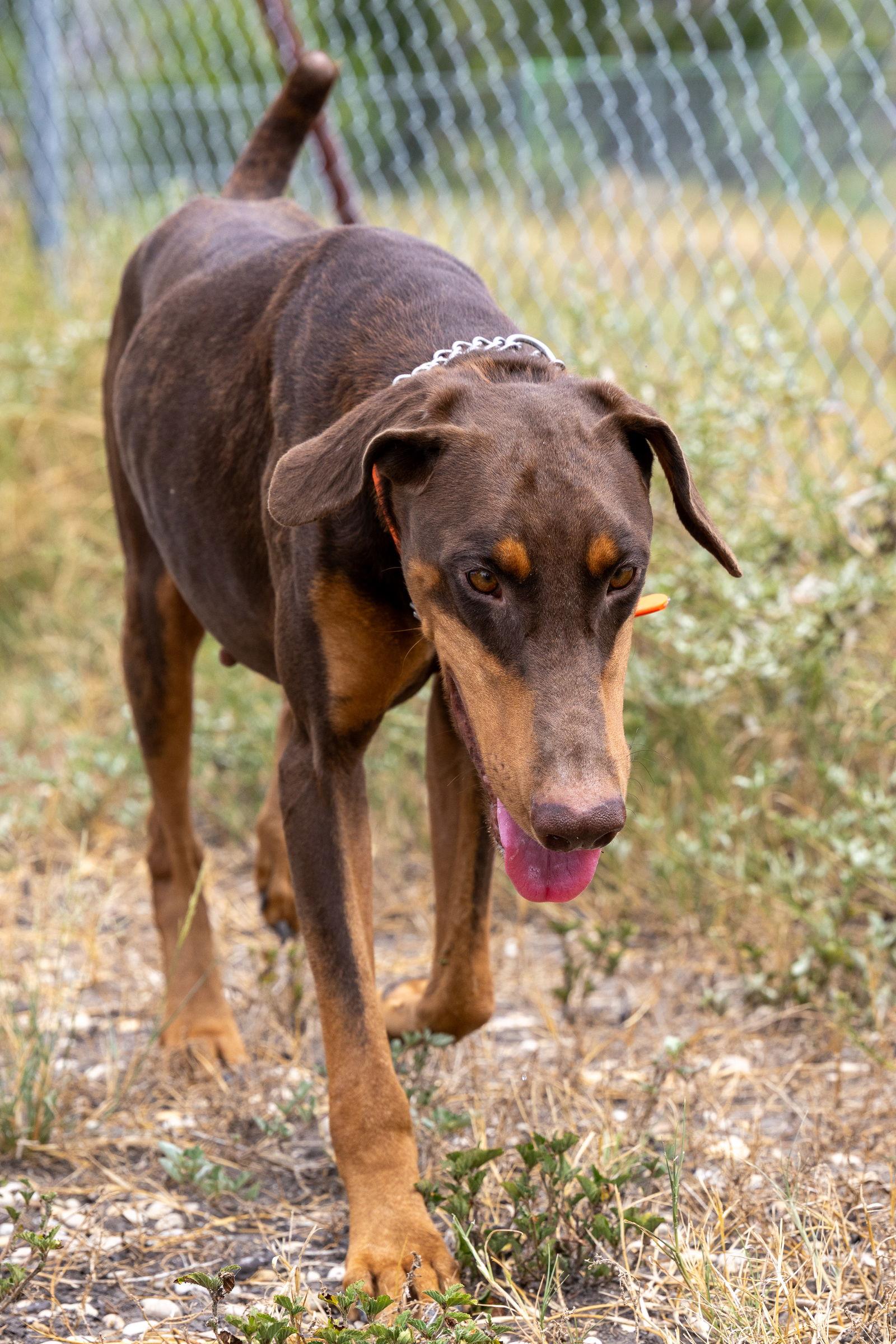 Enlarge Houston, a Adoptable Doberman Pinscher in San Antonio, TX image 2/3