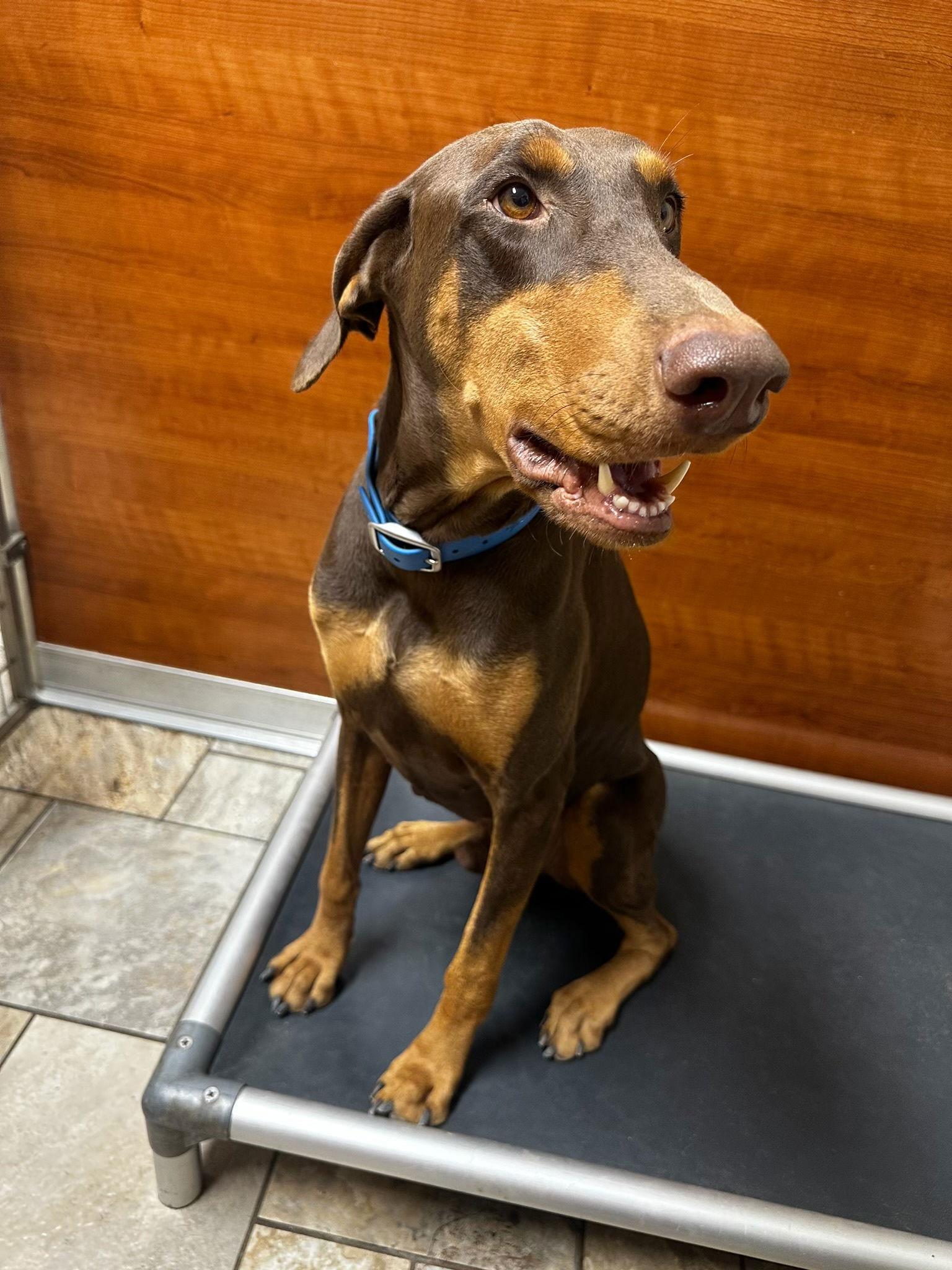 Enlarge Houston, a Adoptable Doberman Pinscher in San Antonio, TX image 3/3