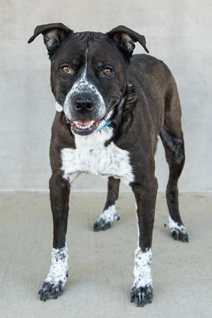 Enlarge Allie, a Adoptable mixed breed in Longmont, CO image 1/3