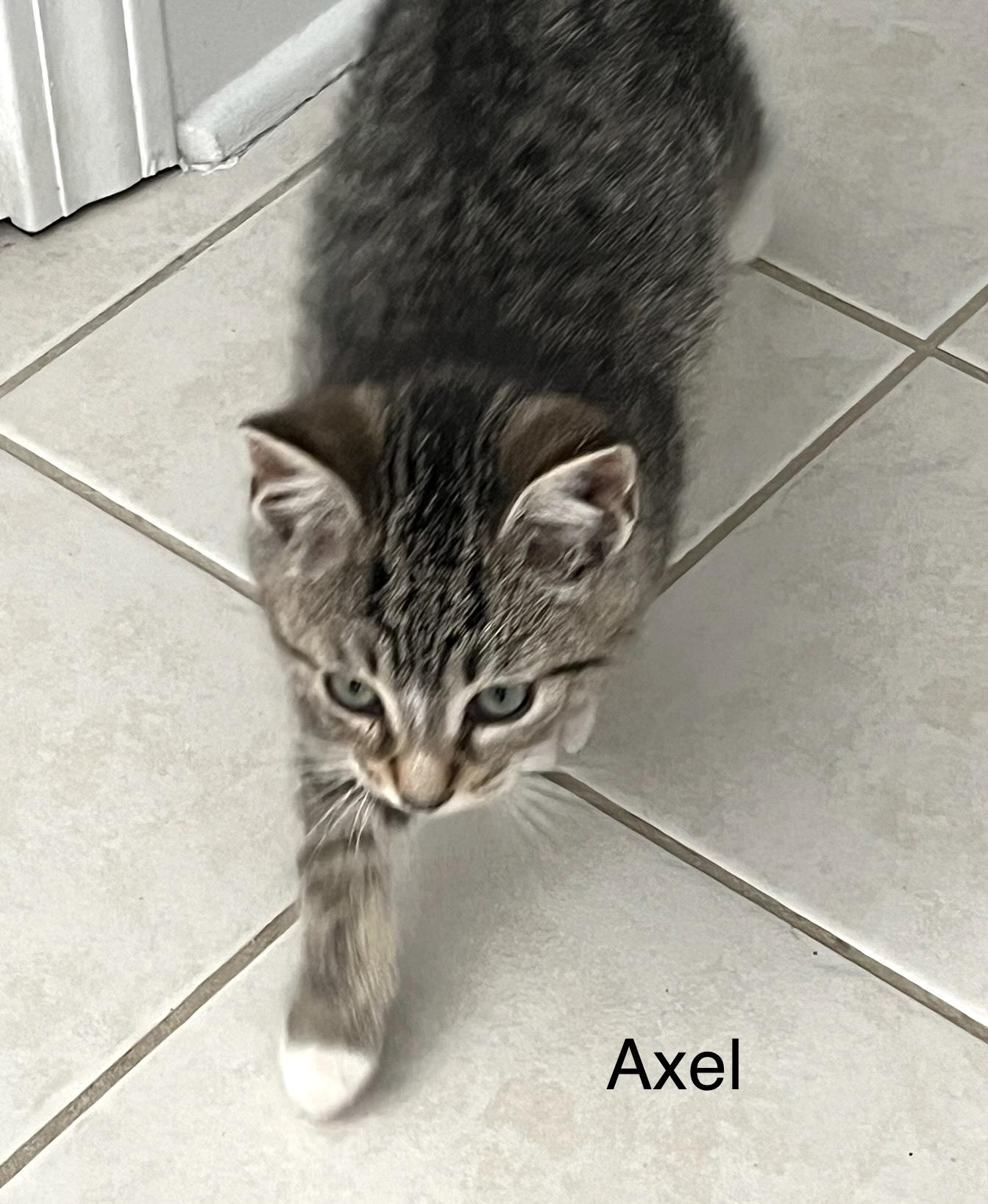 Axel — thumbnail 2