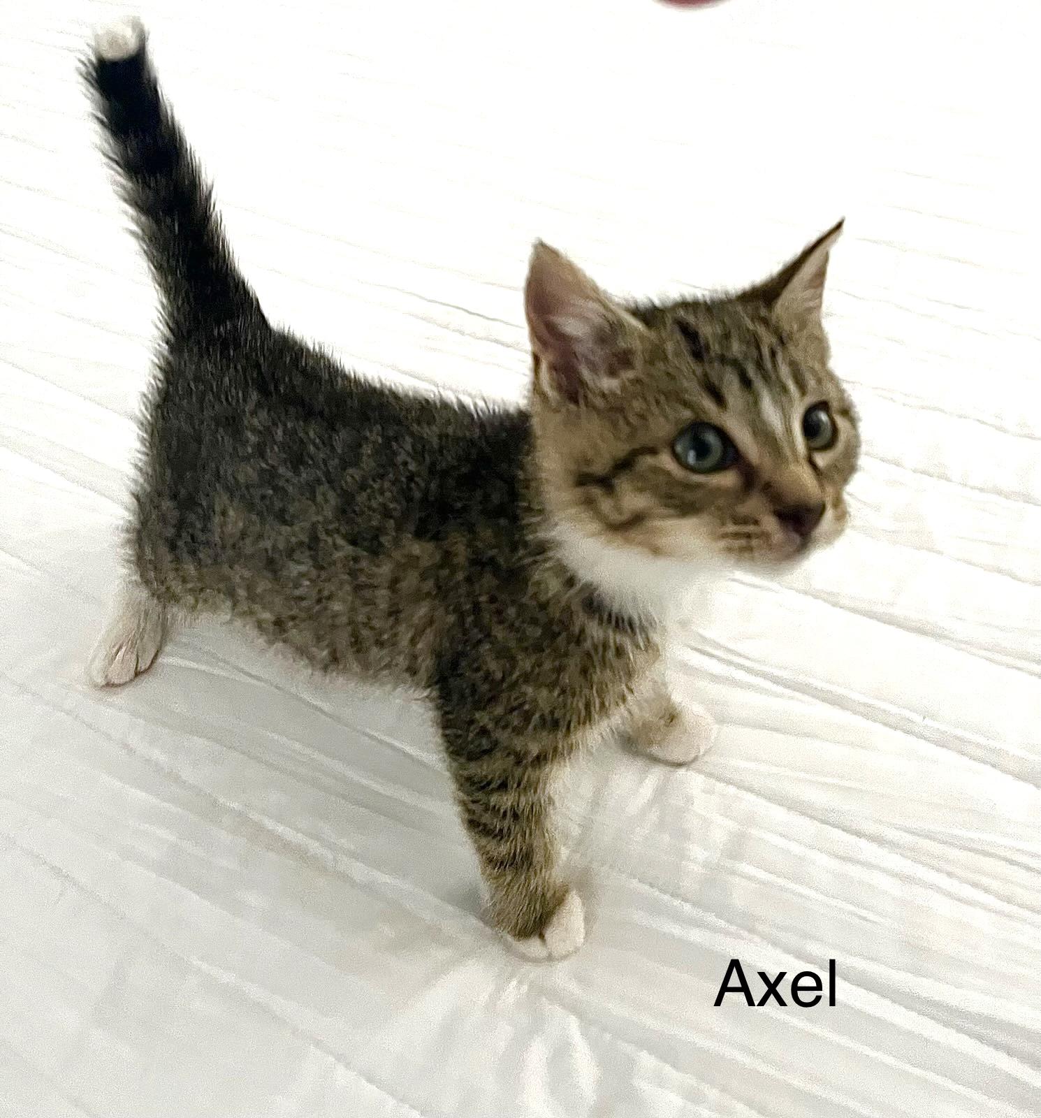 Axel — thumbnail 3