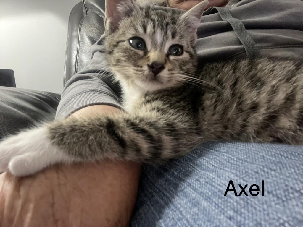Axel — thumbnail 4