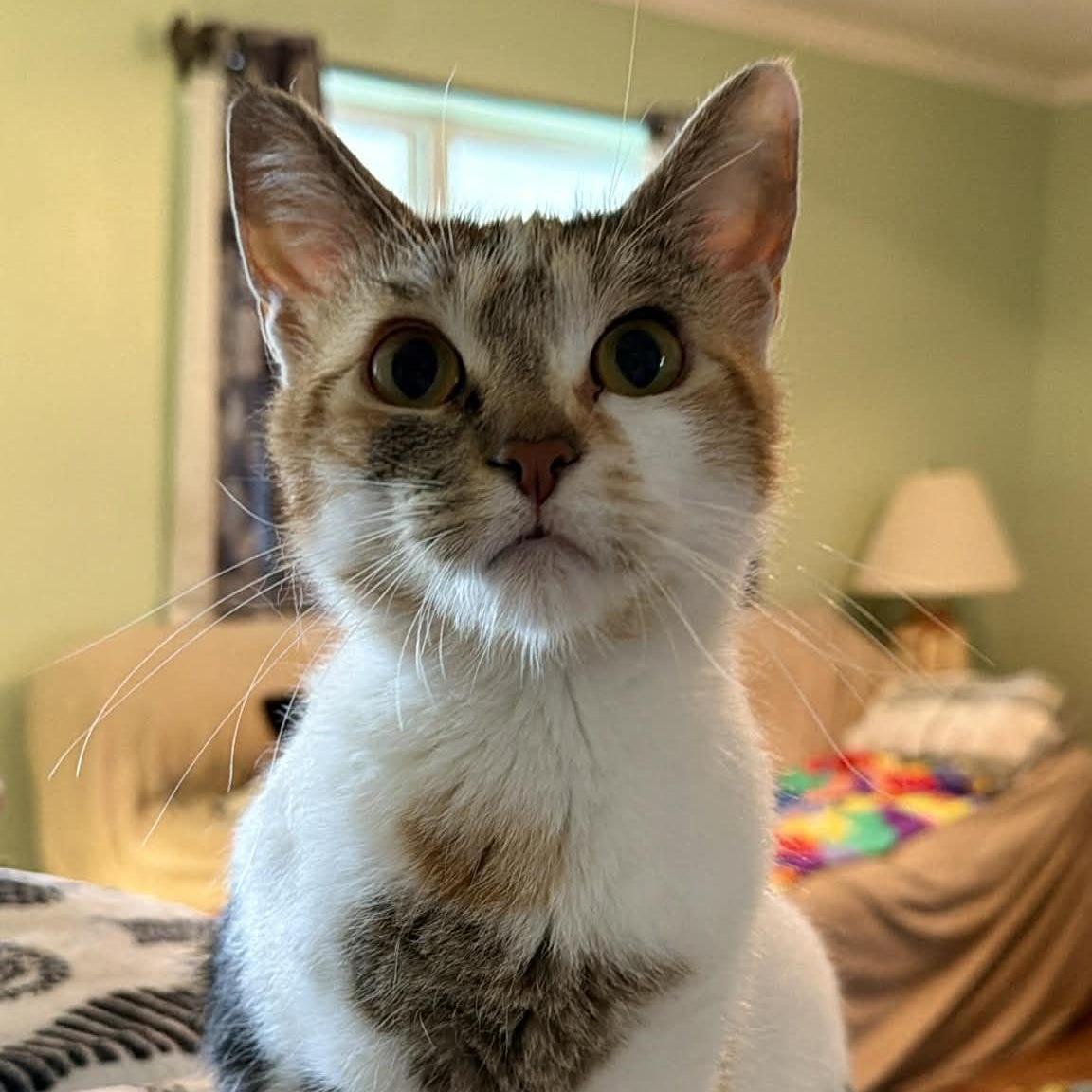 Enlarge Skye, an adopted Domestic Short Hair in Sedalia, MO image 1/6
