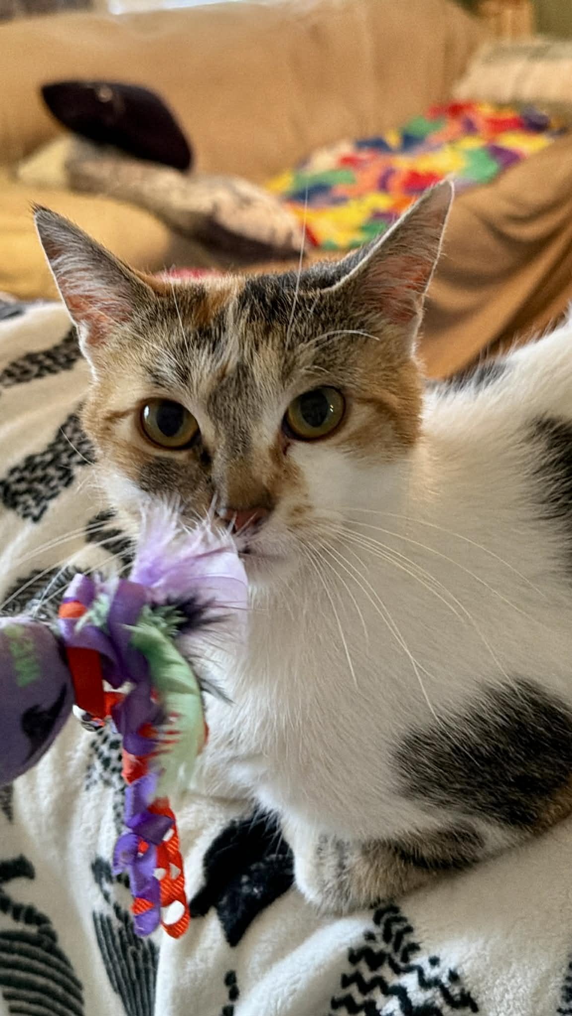 Enlarge Skye, an adopted Domestic Short Hair in Sedalia, MO image 4/6