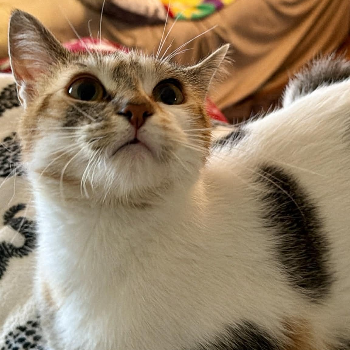 Enlarge Skye, an adopted Domestic Short Hair in Sedalia, MO image 5/6
