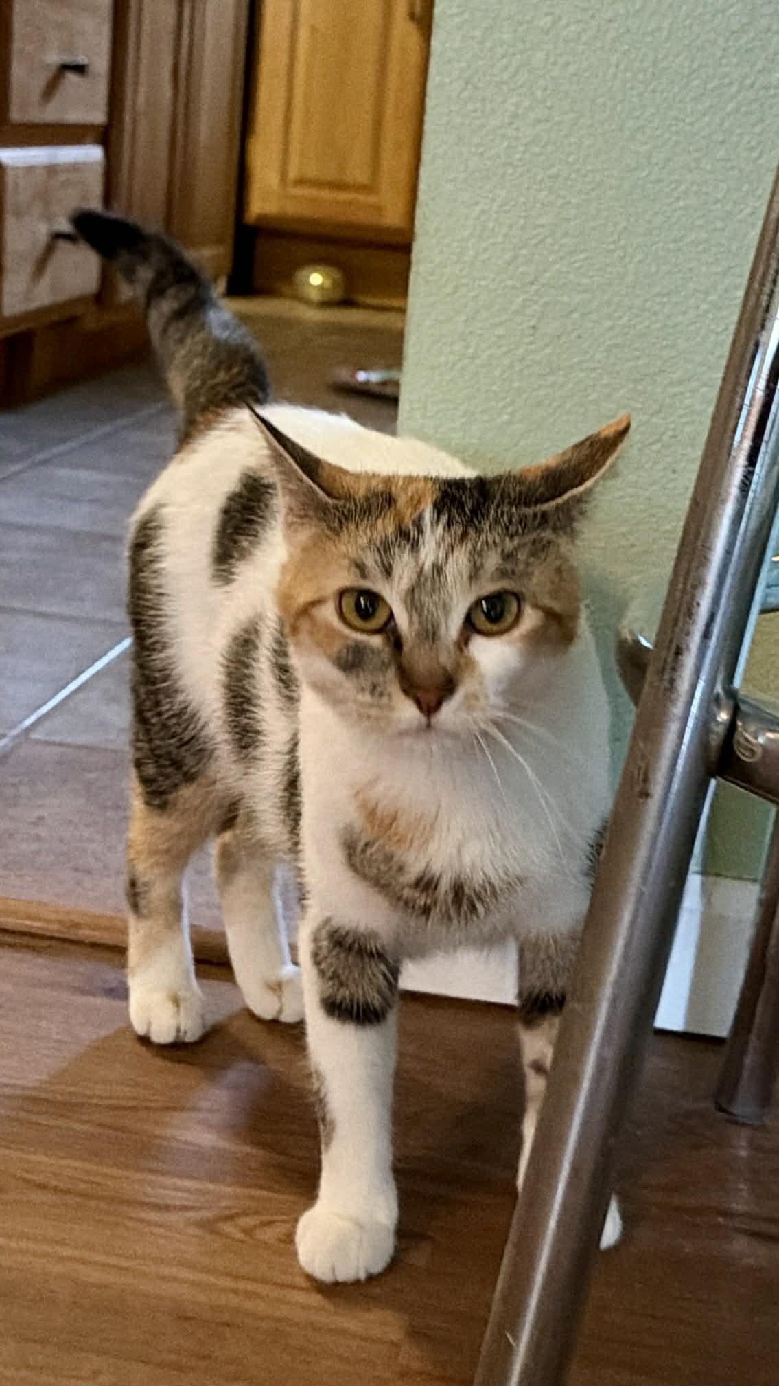 Enlarge Skye, an adopted Domestic Short Hair in Sedalia, MO image 3/6
