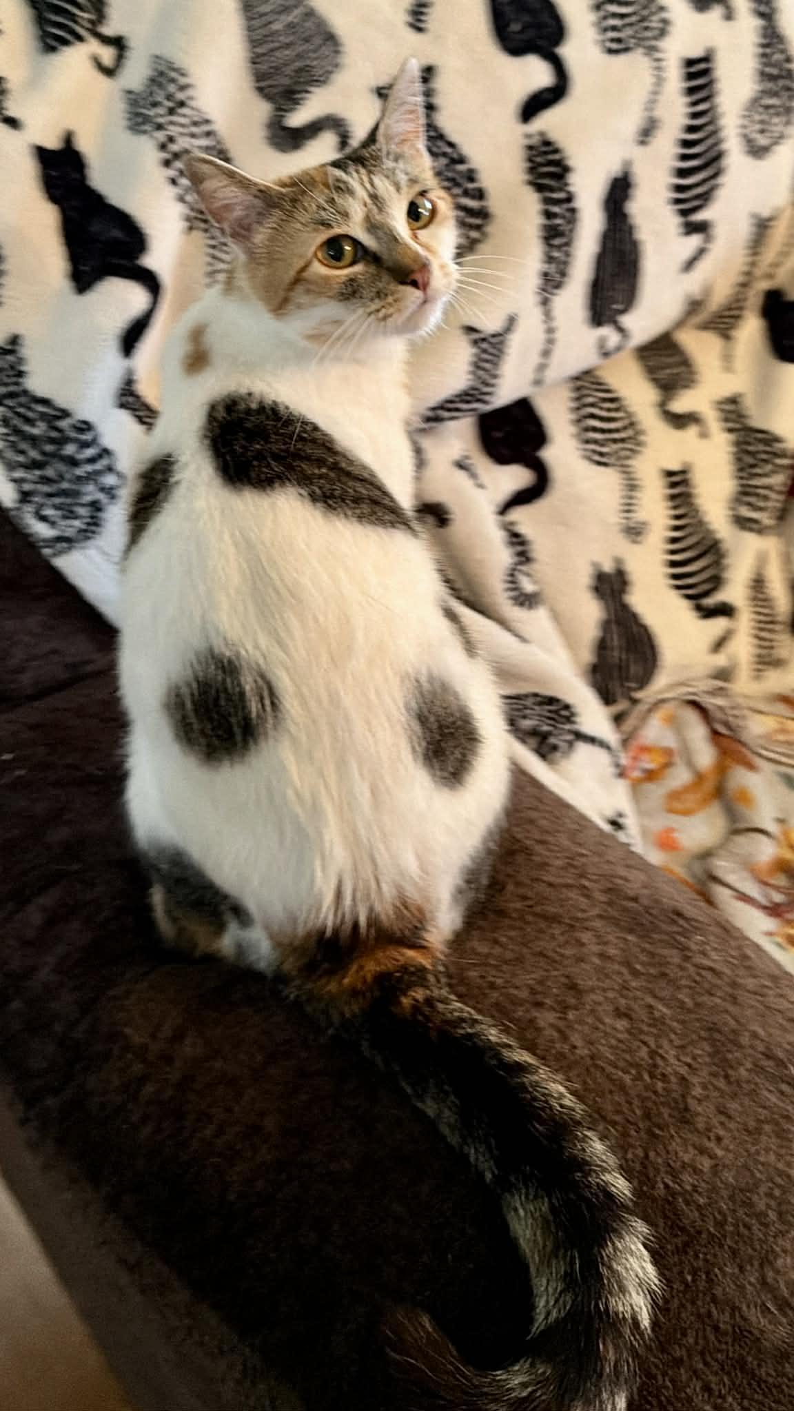 Enlarge Skye, an adopted Domestic Short Hair in Sedalia, MO image 6/6