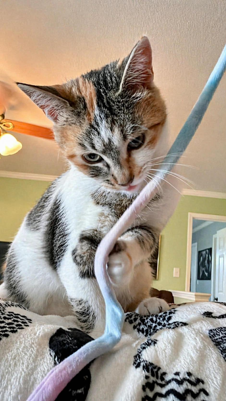 Enlarge Skye, an adopted Domestic Short Hair in Sedalia, MO image 2/6