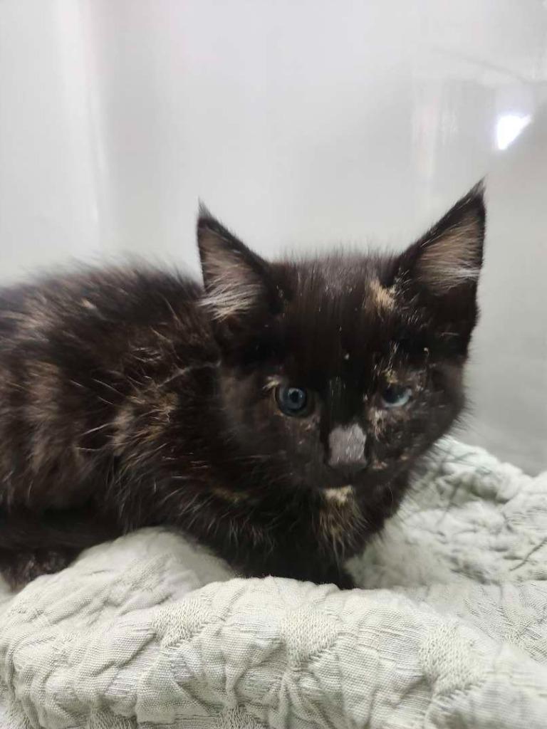 Winx, Adoptable, Kitten Female Domestic Medium Hair.
