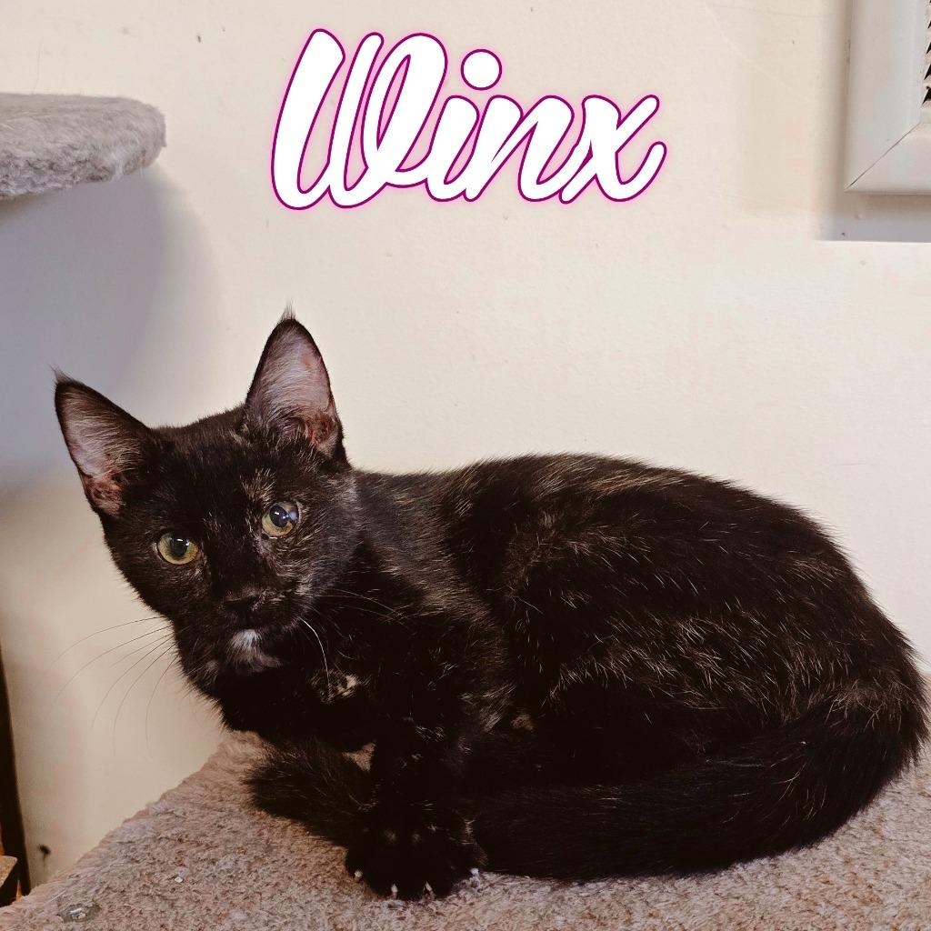 Enlarge Winx, a Adoptable Domestic Medium Hair in Hillsboro, OH image 2/4