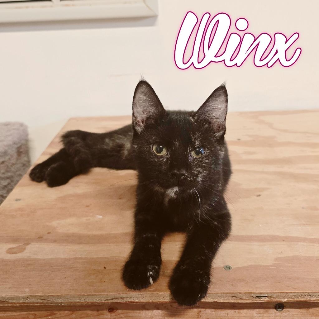 Enlarge Winx, a Adoptable Domestic Medium Hair in Hillsboro, OH image 3/4